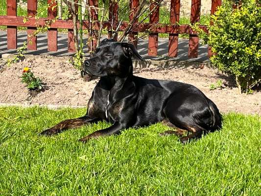 52. Collagenchallenge: Dein Hund im Sonnenschein-Beitrag-Bild