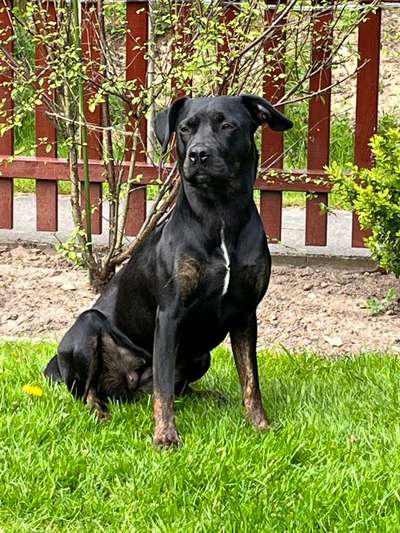 Labradorfans-Beitrag-Bild