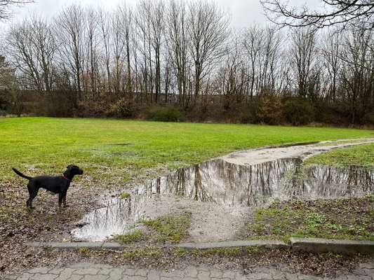 Dogorama Photo Challenge - Regenwetter-Beitrag-Bild