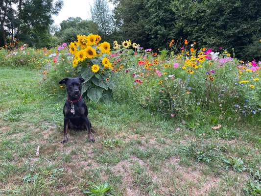 Fotochallenge Nr 96.: Bunt, Bunter, Hund 💐🌹🍁-Beitrag-Bild