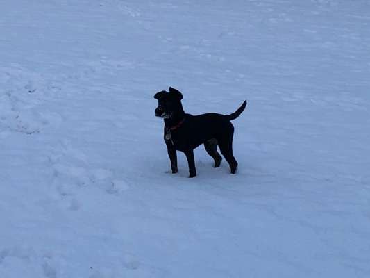 24. Collage-Challenge  *Hund im Schnee*-Beitrag-Bild