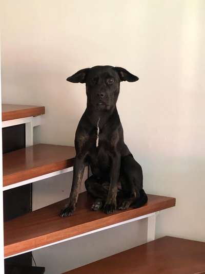 Fotochallenge NR. 123     -Karneval der Tiere--Beitrag-Bild