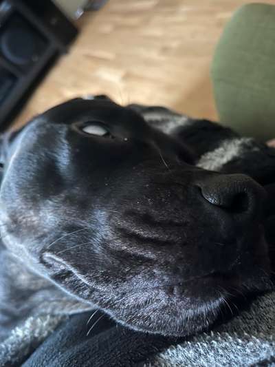 Zeige den lustigsten Blick deines Hundes-Beitrag-Bild