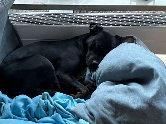 Welchen Hund hast du?-Beitrag-Bild