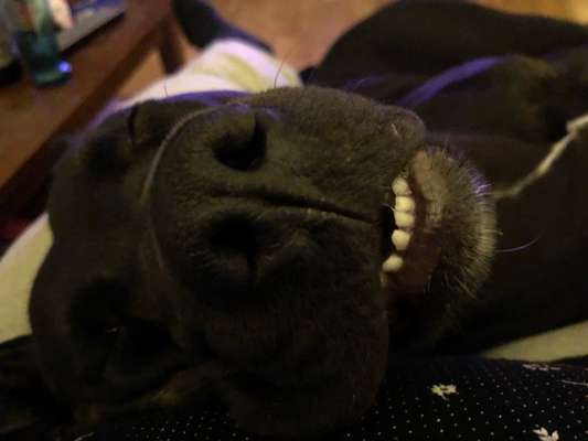 Zeigt mir die tollste Nahaufnahme von eurer Fellnase-Beitrag-Bild