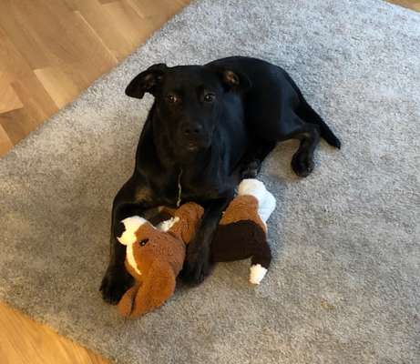 Dogorama Foto Challenge - Erwischt-Beitrag-Bild