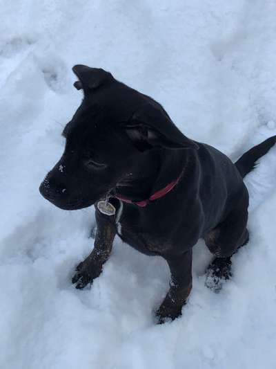 Foto Challenge Nr.: 114
Hunde im Schnee-Beitrag-Bild