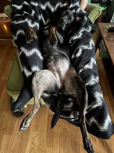 Dogorama Photo Challenge - Zeigt her eure Bäuche-Beitrag-Bild