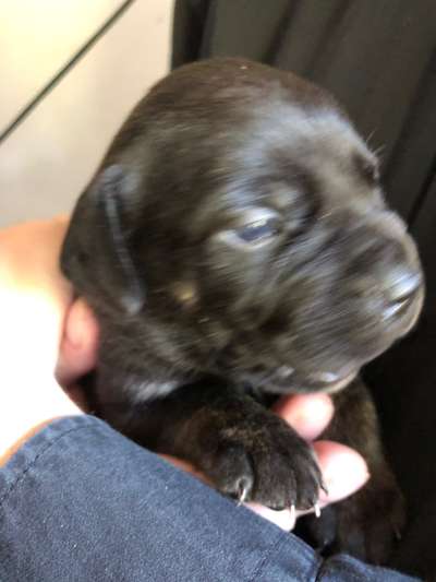 Das erste Bild eures Hundes-Beitrag-Bild