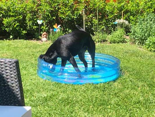 Dogorama Photo Challenge - Wasserspiele-Beitrag-Bild