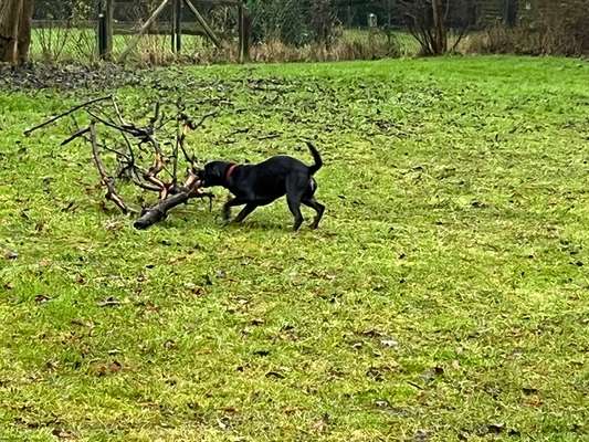 39. Collagen Challenge - Dein Hund auf einer Wiese-Beitrag-Bild