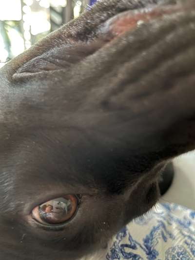 20. Collagen Challenge - "Lustige Schnappschüsse"-Beitrag-Bild