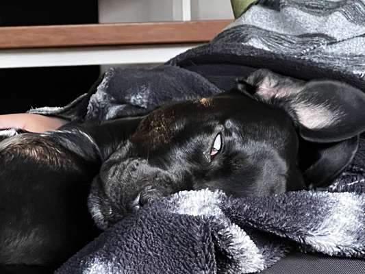 Fotowettbewerb ,,mein gruseliger Hund"-Beitrag-Bild