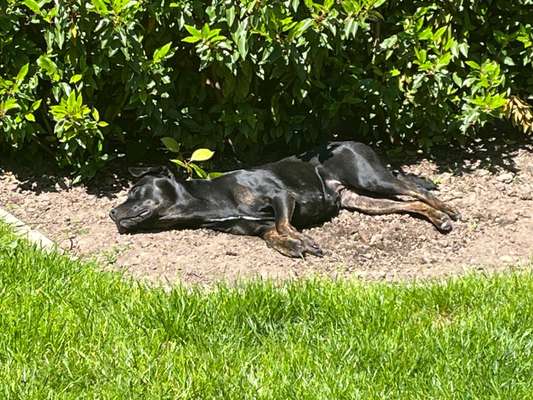 Fotosammlung: ,,Der natürliche Hund" Unbearbeitet, ungestellt und in Natura-Beitrag-Bild