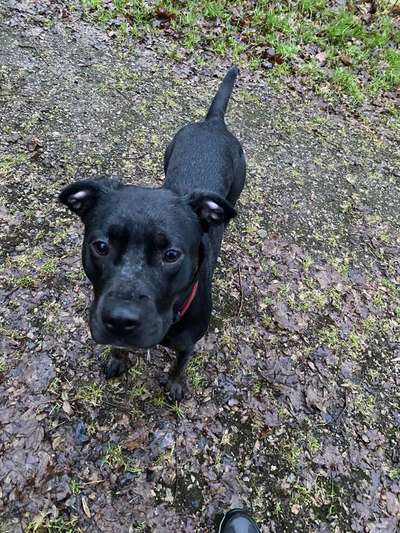 51.Collagen Challenge: Wasserhunde-Beitrag-Bild