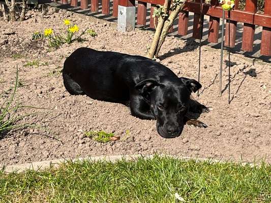 27. Collagen Challenge - Dein Hund mit Blume(n)-Beitrag-Bild