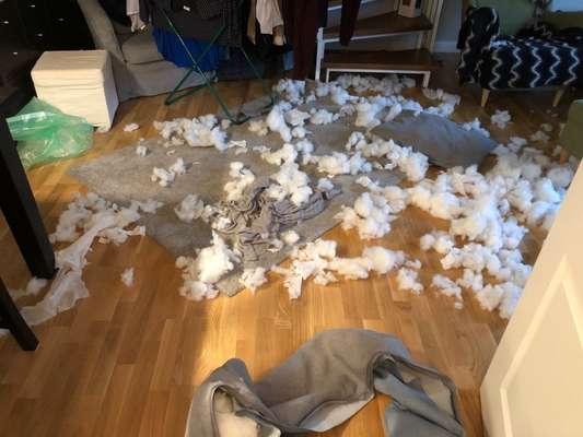 Zeig mir, dass du mit einem hund zusammenlebst....-Beitrag-Bild