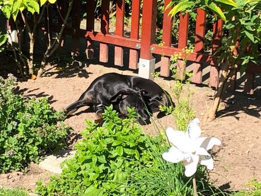 27. Collagen Challenge - Dein Hund mit Blume(n)-Beitrag-Bild