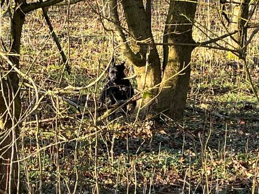 Dogorama Photo Challenge - Märchenwald-Beitrag-Bild