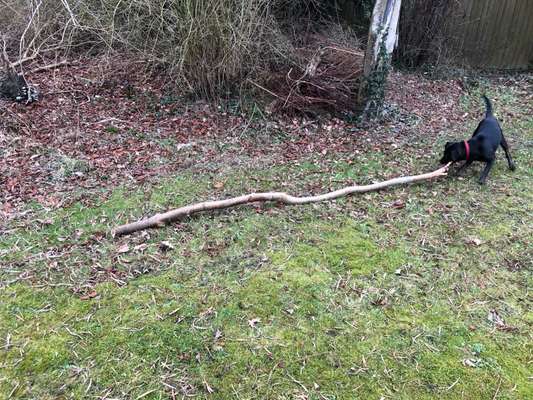 Knüppel aus dem Wald Foto Wettbewerb-Beitrag-Bild