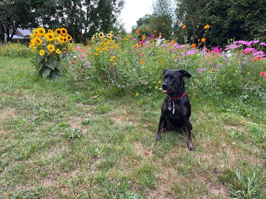 39. Collagen Challenge - Dein Hund auf einer Wiese-Beitrag-Bild