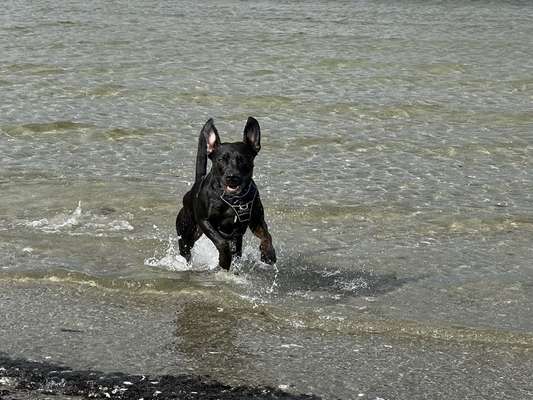 Dogorama Photo Challenge - Hunde in Action-Beitrag-Bild