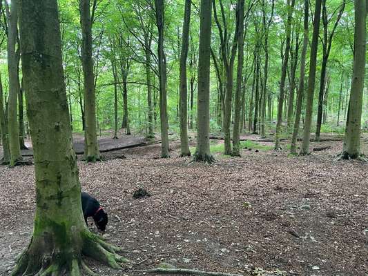 Foto -Challenge  Thema : Dein Hund Im Wald-Beitrag-Bild