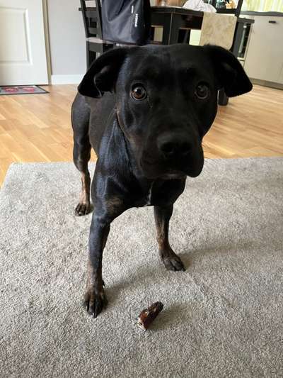 35.Collagen Challenge:„Bettelblick"-Beitrag-Bild