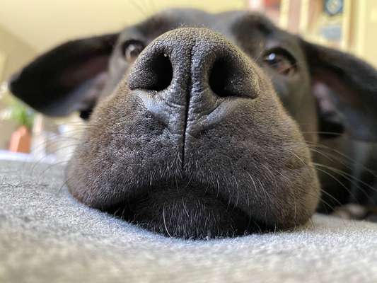 Dogorama Photo Challenge - Portrait-Beitrag-Bild