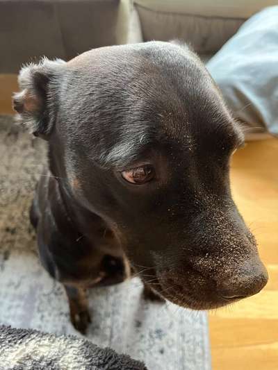 Die lustige Welt der Hunde-Mimik :)-Beitrag-Bild