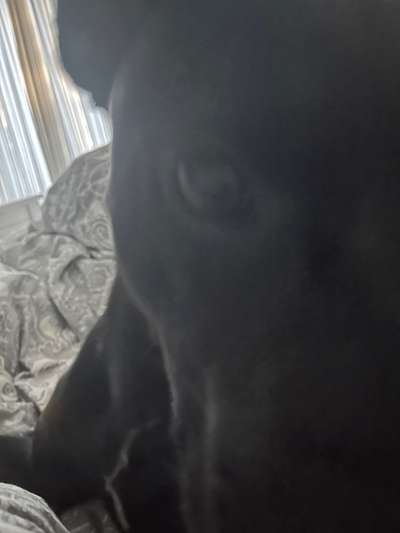 Zeige den lustigsten Blick deines Hundes-Beitrag-Bild