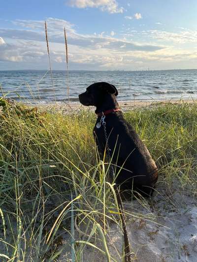 156. Fotochallenge *** DEIN HUND UND DIE WUNDERSCHÖNEN WOLKEN ***-Beitrag-Bild