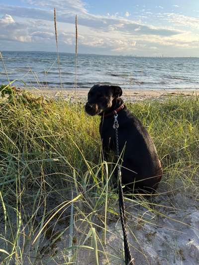 52. Collagenchallenge: Dein Hund im Sonnenschein-Beitrag-Bild