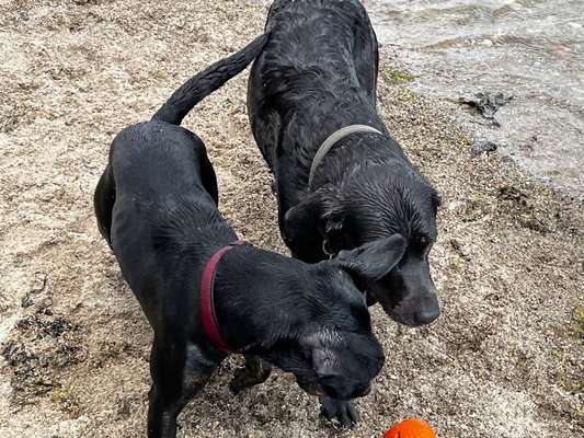 Fotowettbewerb : Hundekommunikation-Beitrag-Bild