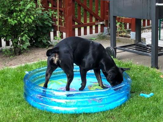 Die Dogorama Kalender Challenge 4/4-Beitrag-Bild