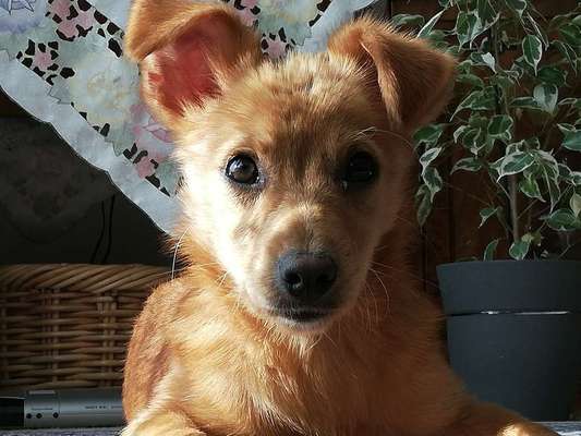 Welpen Bilder !-Beitrag-Bild