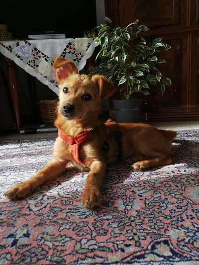 Dein Hund im Dogorama-Kalender 2021-Beitrag-Bild