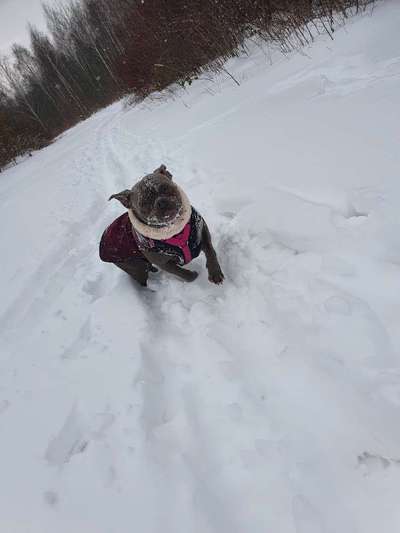 Zeigt die schönsten Schneebilder von eurer Fellnase ❄️-Beitrag-Bild