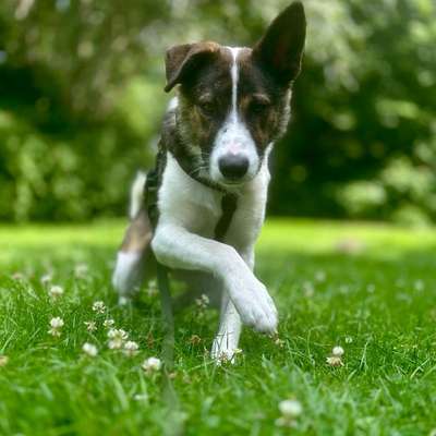 Hundetreffen-Hundefreund(e) gesucht-Bild