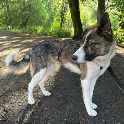 Hundetreffen-Hundefreund(e) gesucht-Bild