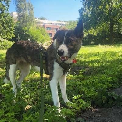 Hundetreffen-Hundefreund(e) gesucht-Bild