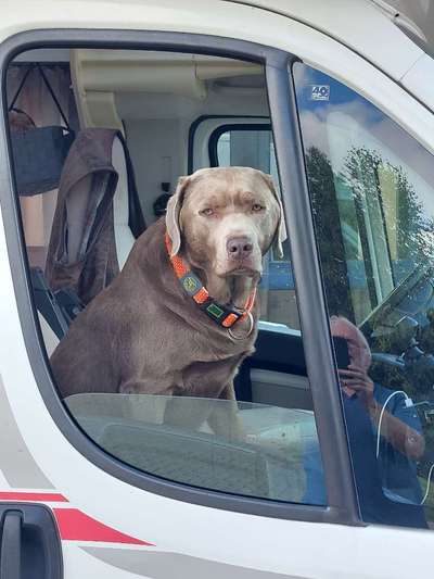 Labradorfans-Beitrag-Bild