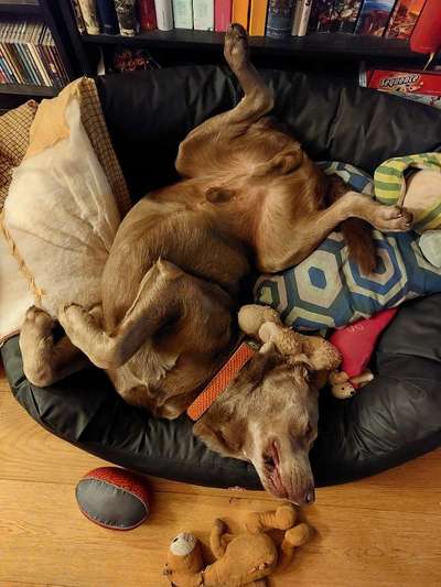 Labradorfans-Beitrag-Bild