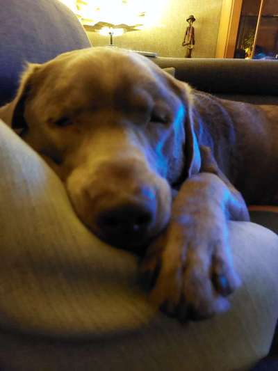 Labradorfans-Beitrag-Bild