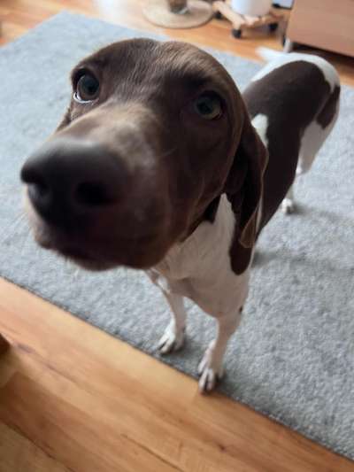 TierschutzhundeStammtisch🐕-Beitrag-Bild