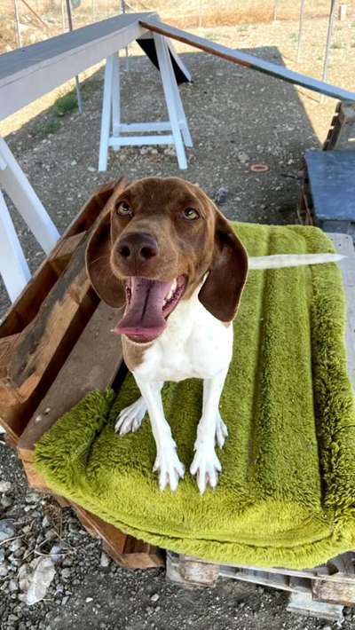 TierschutzhundeStammtisch🐕-Beitrag-Bild