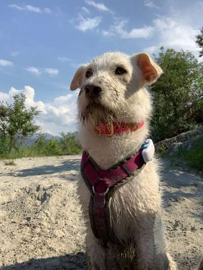 TierschutzhundeStammtisch🐕-Beitrag-Bild