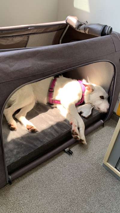 TierschutzhundeStammtisch🐕-Beitrag-Bild