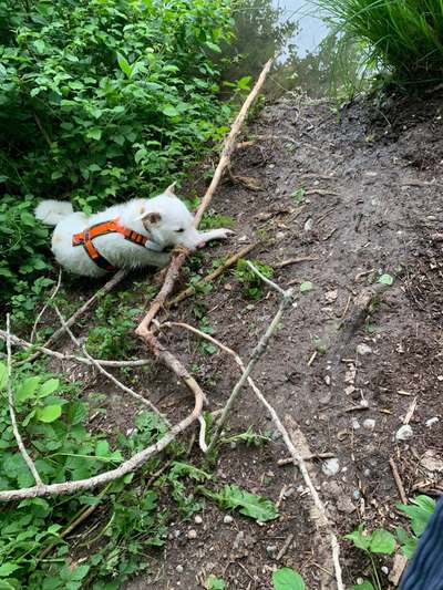 TierschutzhundeStammtisch🐕-Beitrag-Bild