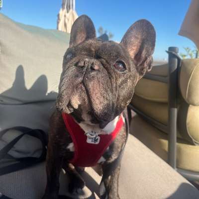 Hundetreffen-Gemeinsame spaziergänge-Bild